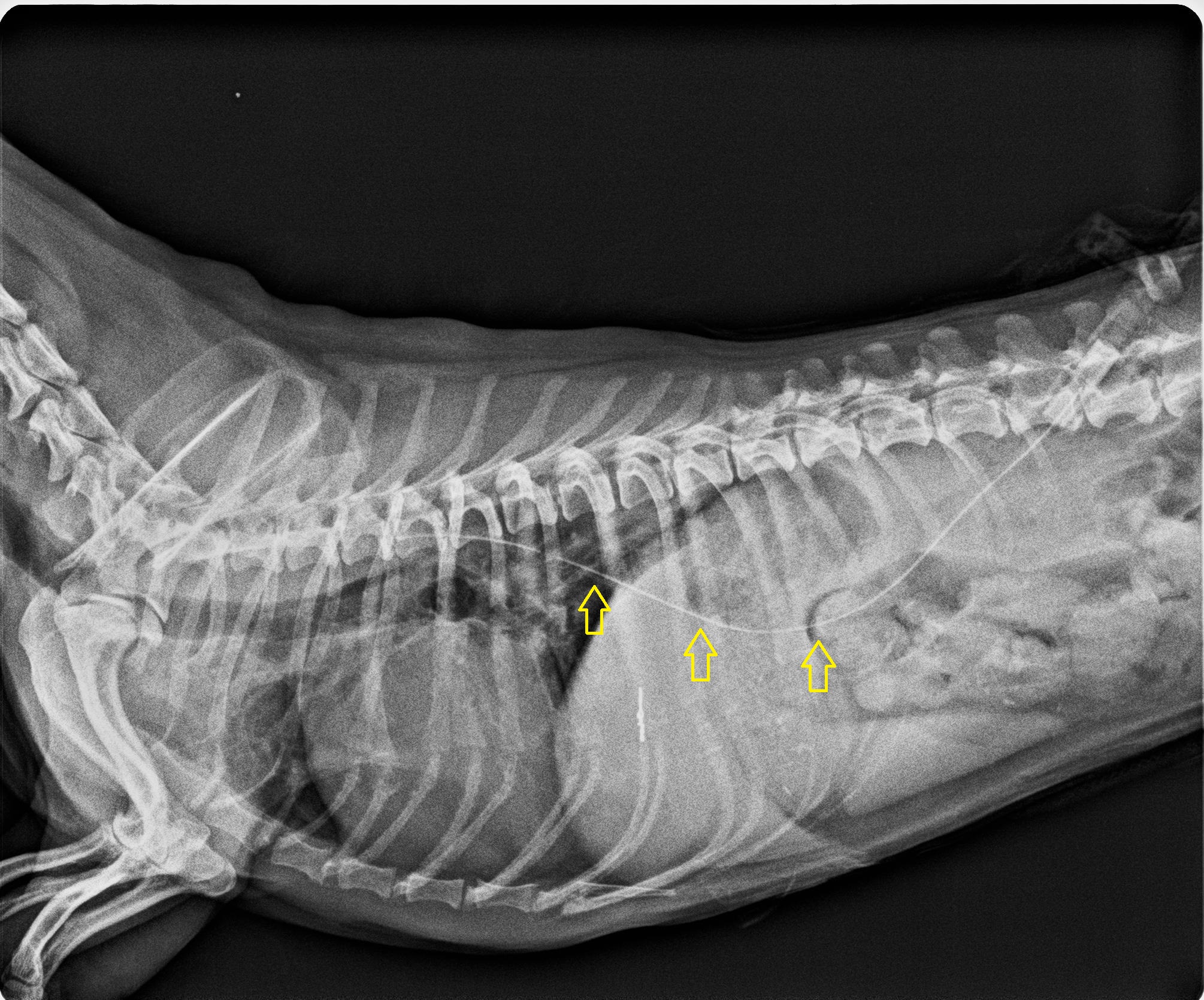 2 犬の左肺後葉全摘出術 早期発見が大事 犬の肺腫瘍 林動物病院 2 犬の左肺後葉全摘出術 早期発見が大事 犬の肺腫瘍 林動物病院