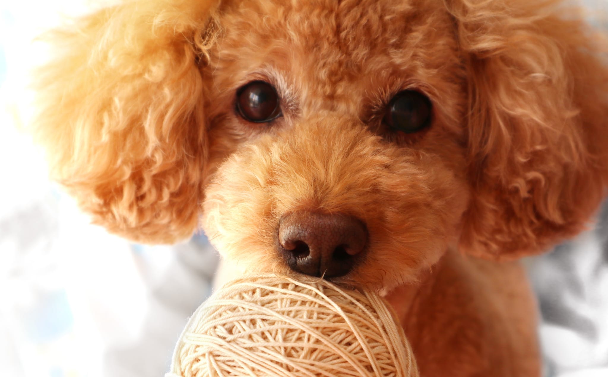 犬のレッグ・カーベ・ペルテス病