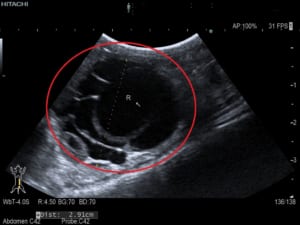 モルモットの嚢胞性卵巣