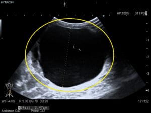 モルモットの嚢胞性卵巣