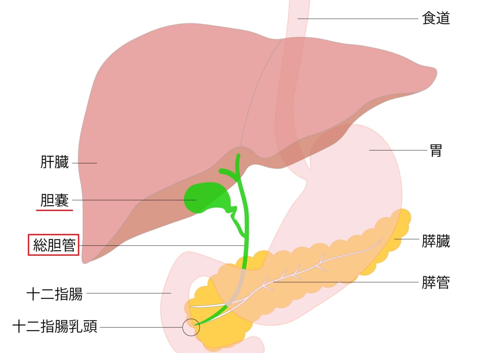 胆嚢摘出後の食事療法